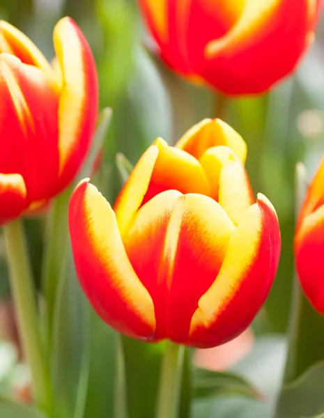 Hermosos tulipanes rojos —  Fotos de Stock