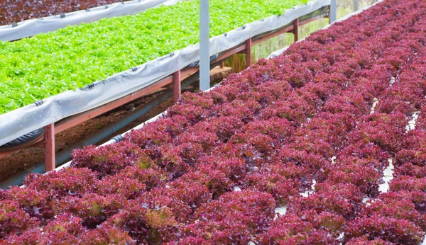 Fresh green and red lettuces — Stock Photo, Image