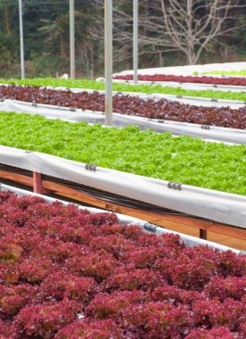 Taze yeşil ve kırmızı marul