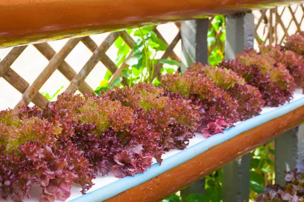 Fresh red lettuces — Stock Photo, Image