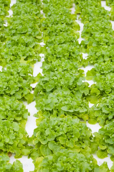 Fresh green lettuces — Stock Photo, Image