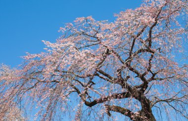 güzel kiraz çiçeği