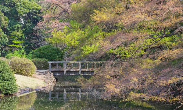 Japanese green garden in summer — Stock Photo, Image