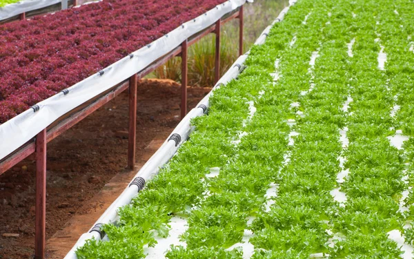 Fresh green and red lettuces — Stock Photo, Image