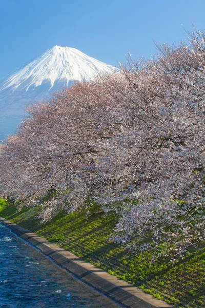 Mountain Fuji and cherry blossom — Stock Photo, Image