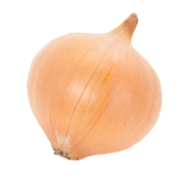 Small gold onion — Stock Photo, Image