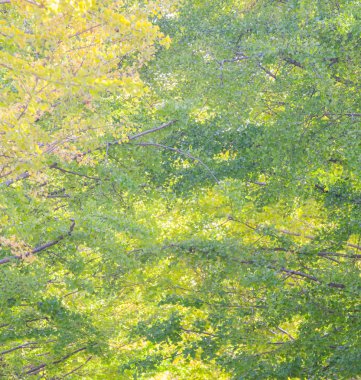 yeşil ve sarı yaprak