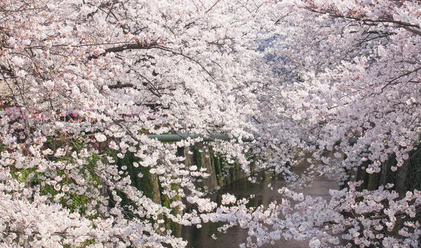Sakura cherry blossoms — Stock Photo, Image