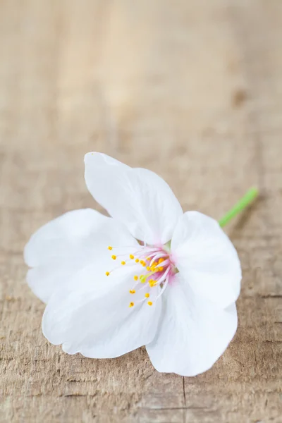 Beautiful cherry blossom — Stock Photo, Image