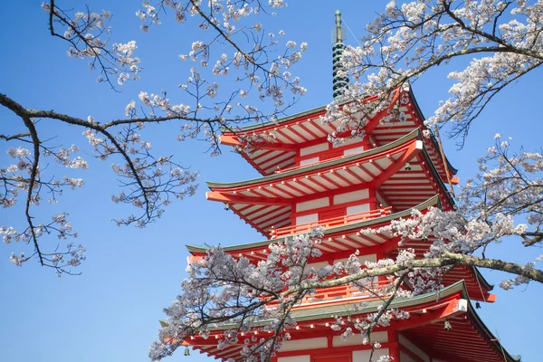 Sakura cherry blossoms — Stockfoto