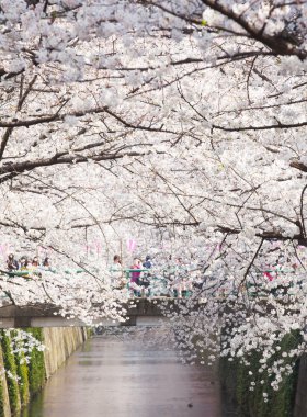 Sakura kiraz çiçeği