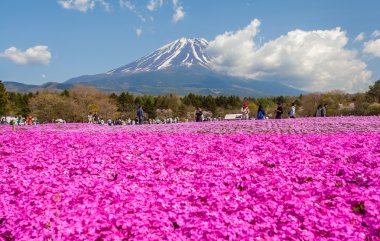Dağ Fuji ve pembe moss