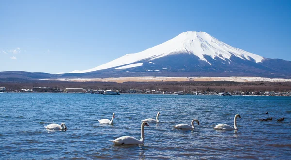 Berg Fuji en Lake met witte zwanen — Stockfoto