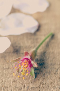 Kiraz tomurcuğunun öğretisi polen