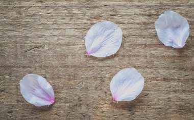 kiraz çiçeği yaprakları