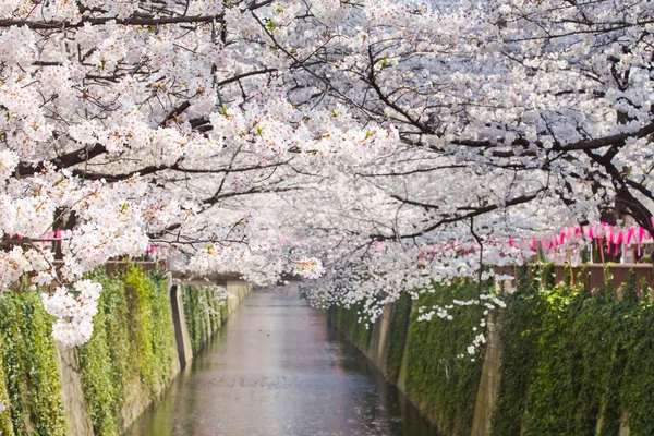 Sakura kiraz çiçekleri — Stok fotoğraf