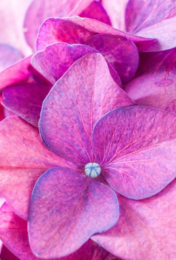 Güzel Hydrangea macrophylla