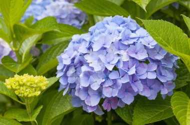 Güzel Hydrangea macrophylla