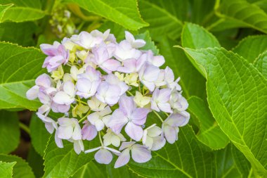 Güzel Hydrangea macrophylla