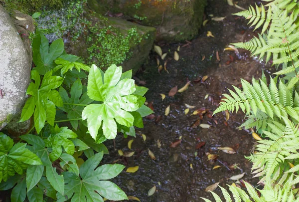 Зелений лист і невеликий ставок — стокове фото