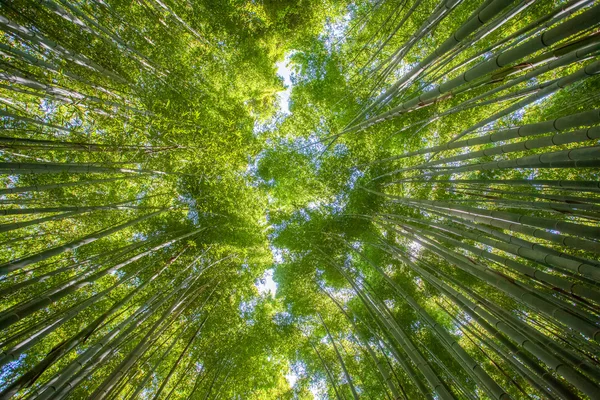 Красивый бамбуковый лес — стоковое фото