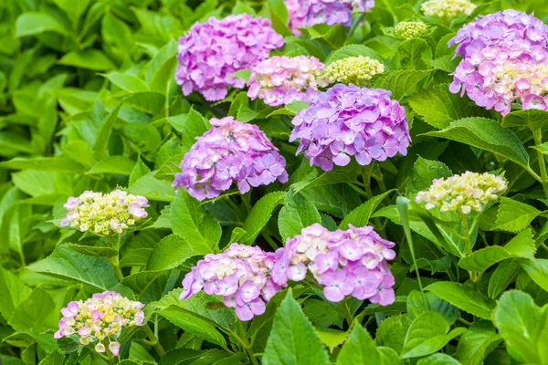 Bela hortênsia macrophylla — Fotografia de Stock