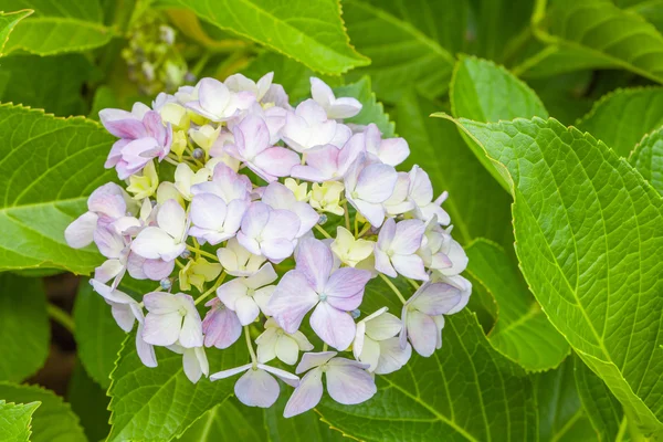 Bela hortênsia macrophylla — Fotografia de Stock