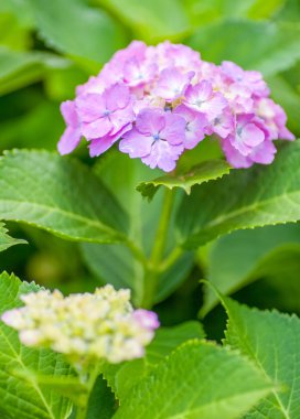 Güzel ortanca çiçeği