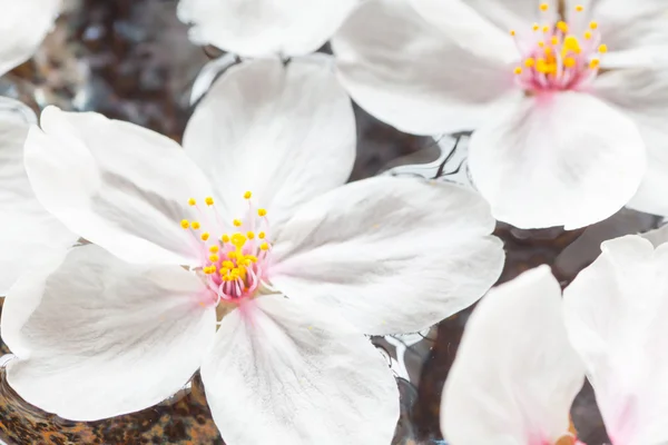 Cherry blossom sakura flowers — Stock Photo, Image