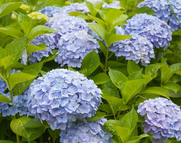 Hermosa flor de hortensia —  Fotos de Stock