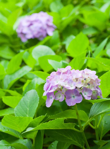 Bellissimo fiore di ortensia — Foto Stock