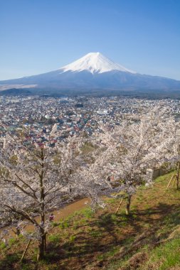 Beautiful Mountain Fuji and sakura cherry
