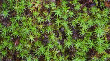 Arkaplan olarak yeşil yapraklar