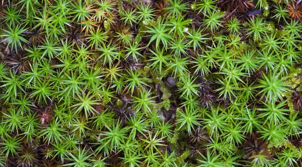 Hojas verdes como fondo — Foto de Stock