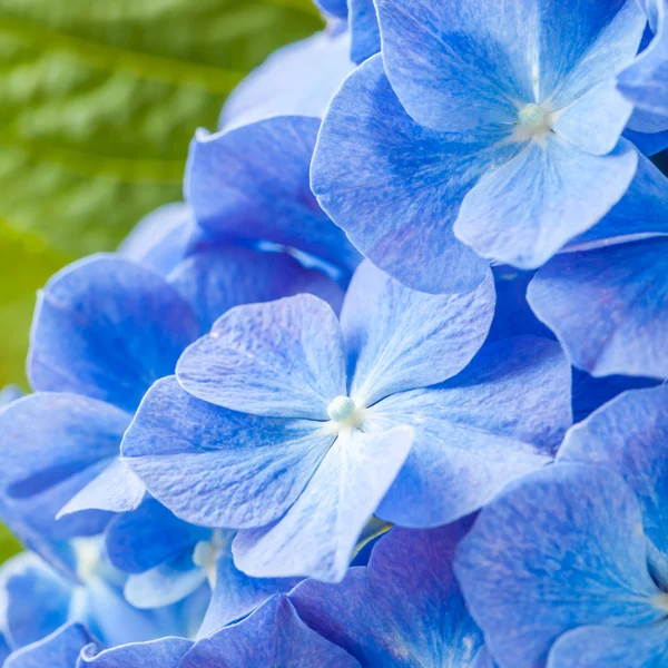 Blu Ortensia fiore come sfondo — Foto Stock