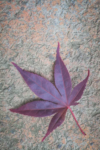 Kırmızı akçaağaç yaprağı — Stok fotoğraf