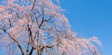 güzel kiraz çiçekleri