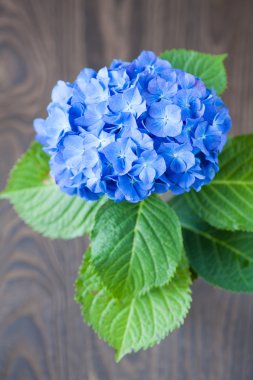 Güzel Hydrangea macrophylla