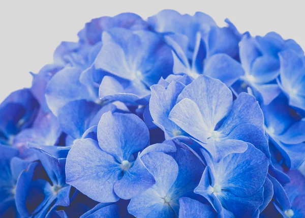 Beautiful Hydrangea macrophylla — Stock Photo, Image