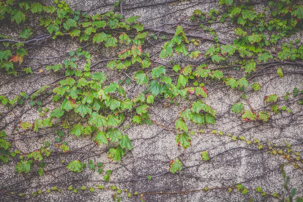 Textura de pared de piedra — Foto de Stock