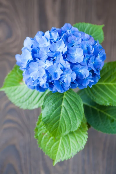 Piękny Hydrangea macrophylla — Zdjęcie stockowe