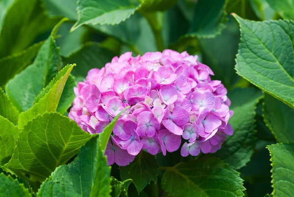 Piękny Hydrangea macrophylla — Zdjęcie stockowe