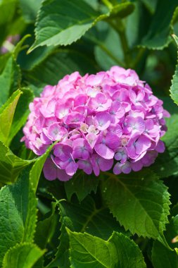 Güzel Hydrangea macrophylla