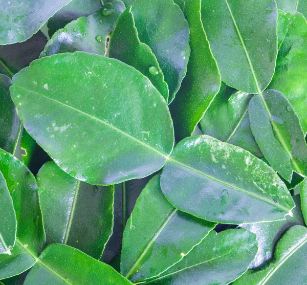 Fresh kaffir leaves — Stock Photo, Image