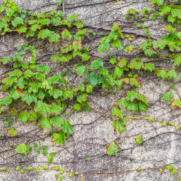 Green ivy climber tree