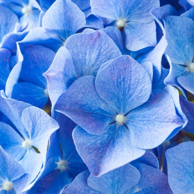 Hydrangea macrophylla çiçek