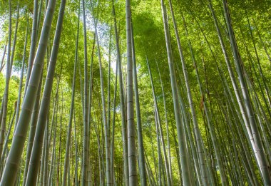 Beautiful bamboo forest clipart