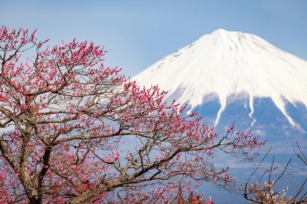 Fiori di prugna cinese — Foto Stock