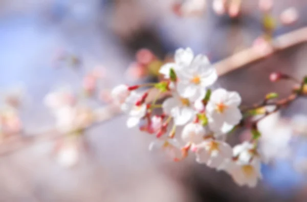 Blurred Cherry blossom — Stock Photo, Image