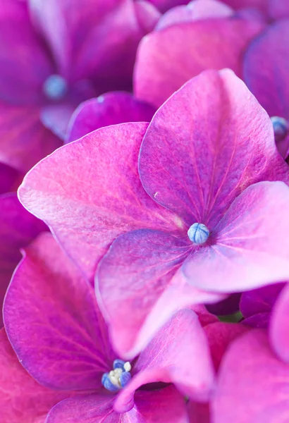 Цветок макрофилии гипногеи — стоковое фото